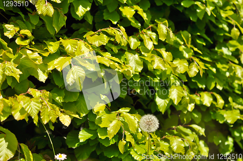 Image of green shrubs