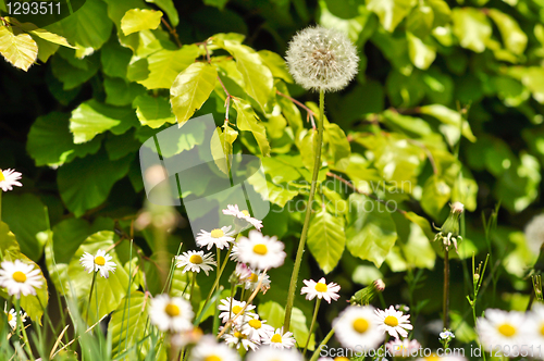 Image of green shrubs