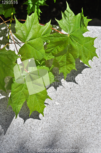 Image of maple leaves