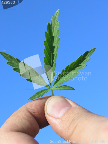 Image of Cannabis leaf