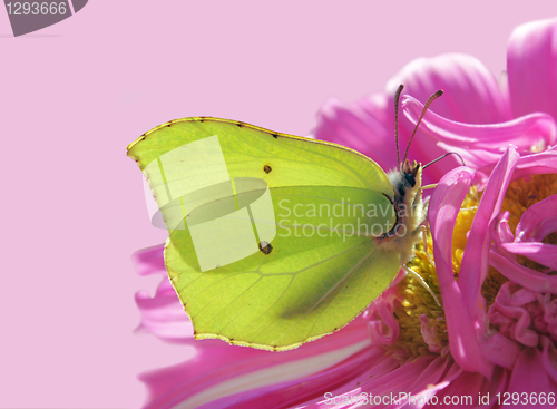 Image of Yellow Butterfly