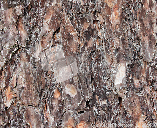 Image of Pine Tree Bark