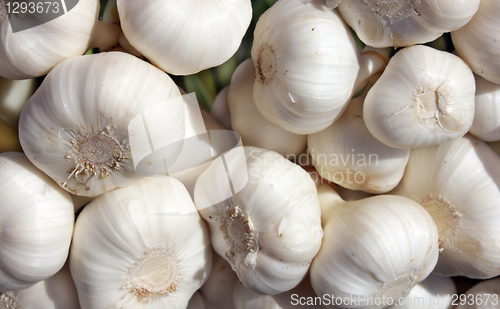 Image of Garlic