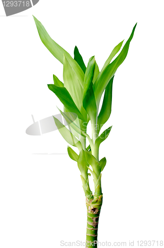 Image of Green bamboo 
