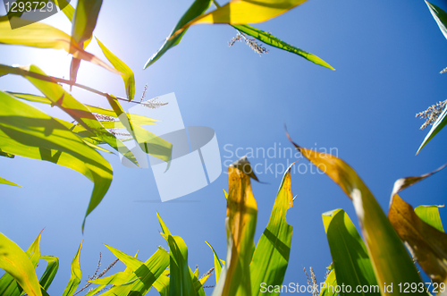 Image of Corn Stalks