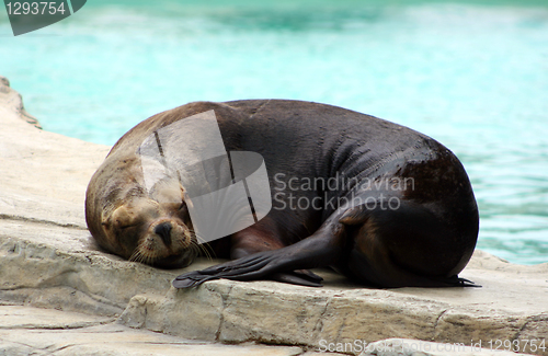 Image of Sleeping sealion