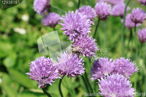 Image of Chives