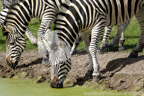 Image of Zebras are dirnking water