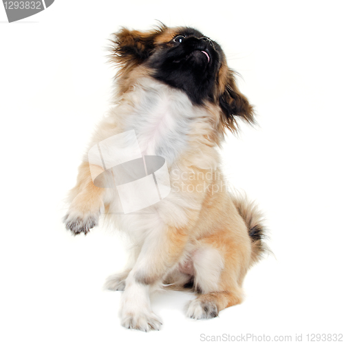 Image of Puppy dog sitting on white background