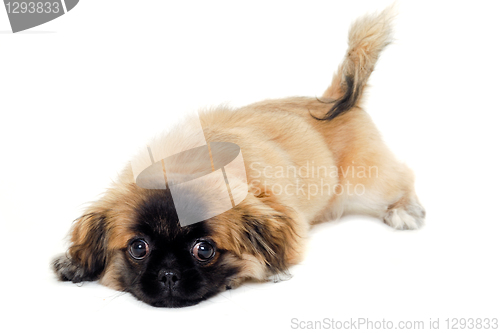 Image of Sad puppy dog is resting