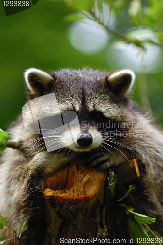 Image of Raccoon