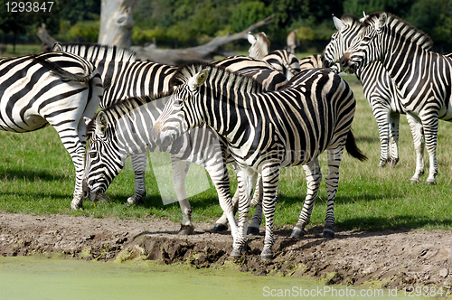 Image of Group of zebras