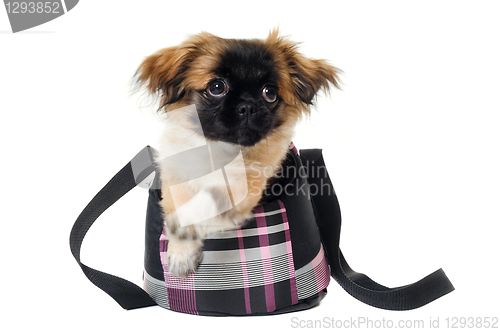 Image of Puppy dog in bag