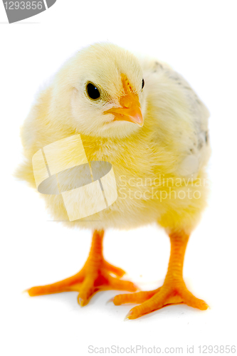 Image of Chicken baby