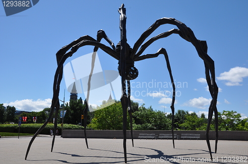 Image of Giant Spider in Ottawa