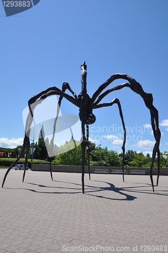 Image of Giant Spider in Ottawa