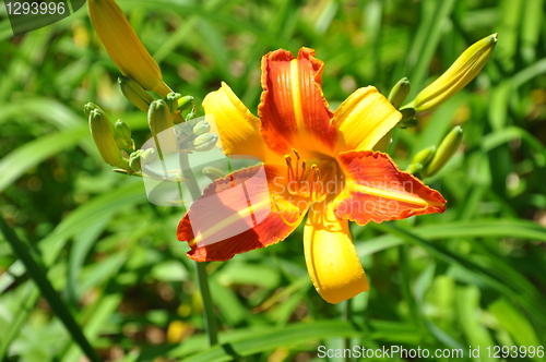 Image of Flowers