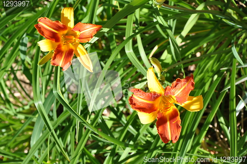Image of Flowers