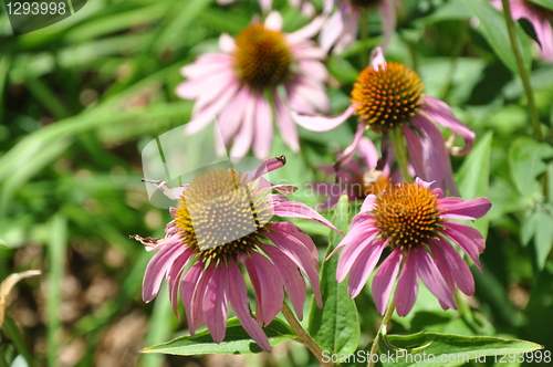 Image of Sunflowers