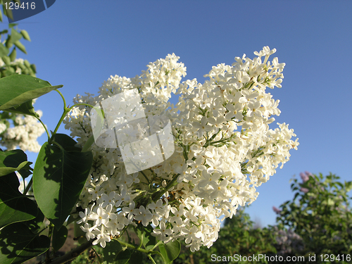 Image of White Lilac branch