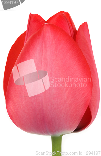 Image of Tulip