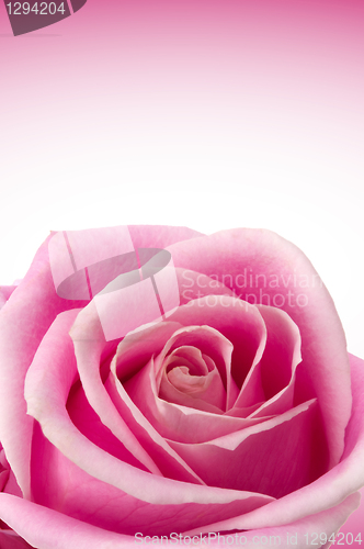 Image of Romantic Roses