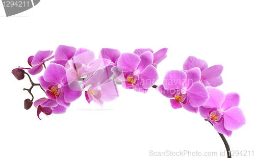 Image of Orchid