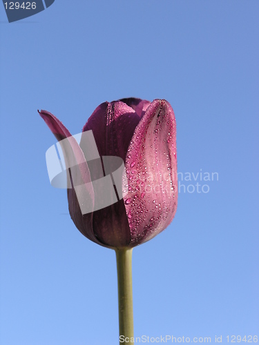 Image of Purple tulip