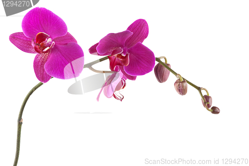 Image of Orchid