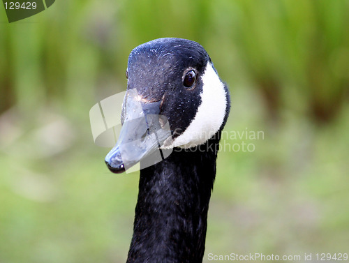 Image of Canada goose