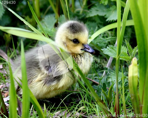 Image of Canada goose gosling