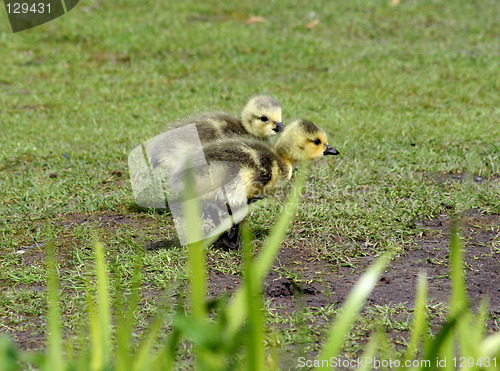 Image of Canada goose goslings