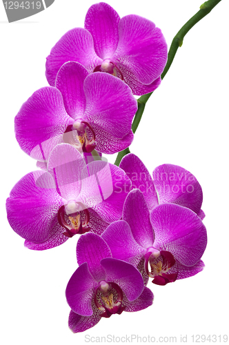Image of Orchid Branch