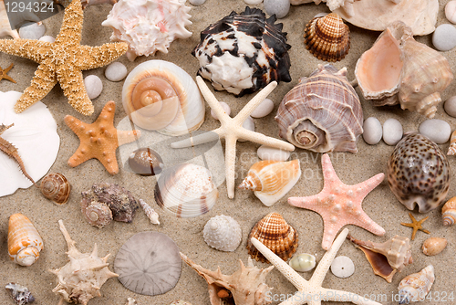 Image of Seashells