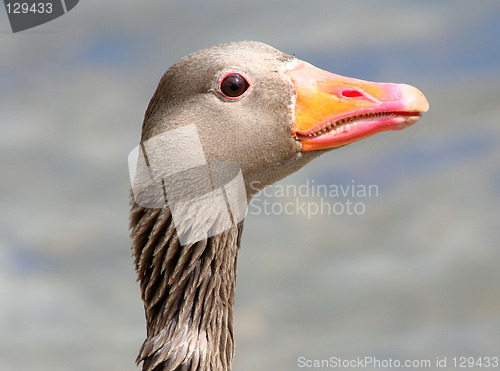 Image of Greylag Goose