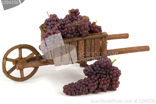 Image of Grapes