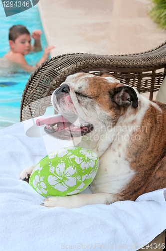 Image of Bullddog and His Ball