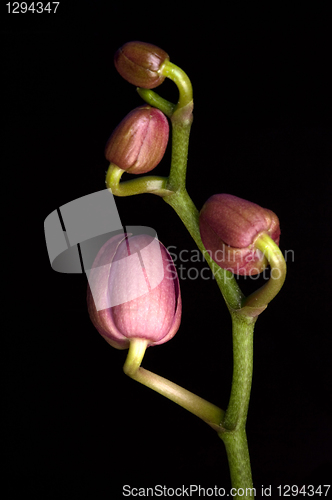 Image of Orchid