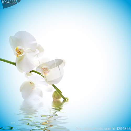 Image of Orchid