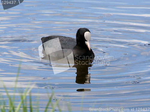 Image of Coot