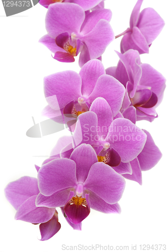 Image of Orchid Flower