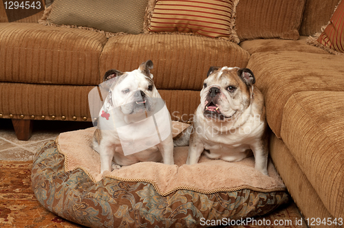 Image of Bulldogs