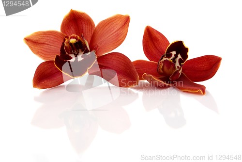 Image of Orchids