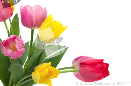 Image of Tulips