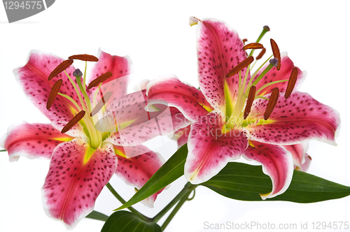 Image of Lily Flowers