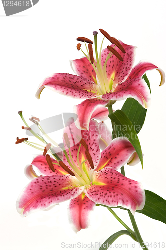 Image of Lily Flowers