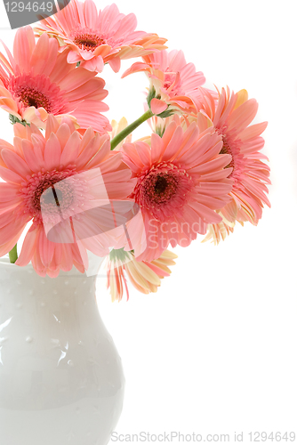 Image of Gerbera Daisies