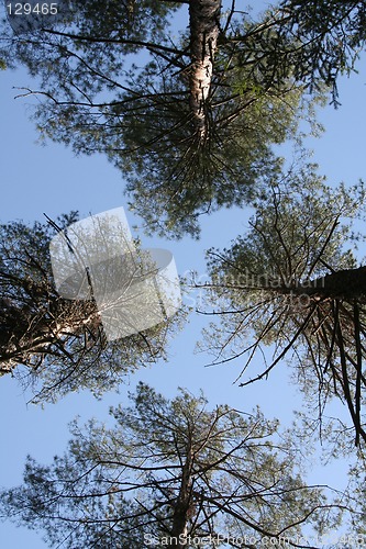 Image of Trees in the sky