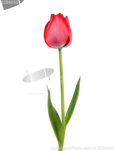 Image of Beautiful Tulip