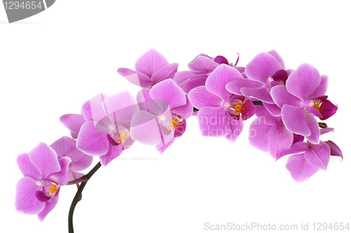 Image of Orchid Flower